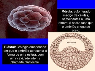 Blástula: estágio embrionário
em que o embrião apresenta a
forma de uma esfera, com
uma cavidade interna
chamada blastocele.
Mórula: aglomerado
maciço de células,
semelhantes a uma
amora, é nessa fase que
o embrião chega ao
útero.
Mórula: aglomerado
maciço de células,
semelhantes a uma
amora, é nessa fase que
o embrião chega ao
útero.
 