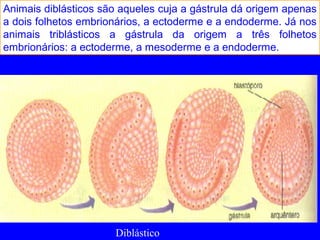 Animais diblásticos são aqueles cuja a gástrula dá origem apenas
a dois folhetos embrionários, a ectoderme e a endoderme. Já nos
animais triblásticos a gástrula da origem a três folhetos
embrionários: a ectoderme, a mesoderme e a endoderme.
Diblástico
 