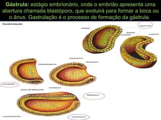 Gástrula: estágio embrionário, onde o embrião apresenta uma
abertura chamada blastóporo, que evoluirá para formar a boca ou
o ânus. Gastrulação é o processo de formação da gástrula.
 