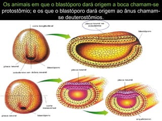Os animais em que o blastóporo dará origem a boca chamam-se
protostômio; e os que o blastóporo dará origem ao ânus chamam-
se deuterostômios.
 
