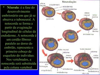 * Nêurula: é a fase do
desenvolvimento
embrionário em que já se
observa o tuboneural. A
notocorda se forma a
partir da evaginação
longitudinal de células da
endoderme. A notocorda é
um cordão fibroso
paralelo ao dorso do
embrião, representa o
primeiro esboço de
esqueleto do individuo.
Nos vertebrados, a
notocorda será substituída
pela coluna vertebral.
* Nêurula: é a fase do
desenvolvimento
embrionário em que já se
observa o tuboneural. A
notocorda se forma a
partir da evaginação
longitudinal de células da
endoderme. A notocorda é
um cordão fibroso
paralelo ao dorso do
embrião, representa o
primeiro esboço de
esqueleto do individuo.
Nos vertebrados, a
notocorda será substituída
pela coluna vertebral.
 