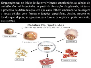Organogênese: no inicio do desenvolvimento embrionário, as células do
embrião são indiferenciadas. A partir da formação da gástrula, inicia-se
o processo de diferenciação, em que cada folheto embrionário dá origem
a novas células com formas e funções especificas. Assim, surgem os
tecidos que, depois, se agrupam para formar os órgãos e, posteriormente,
os sistemas
Organogênese: no inicio do desenvolvimento embrionário, as células do
embrião são indiferenciadas. A partir da formação da gástrula, inicia-se
o processo de diferenciação, em que cada folheto embrionário dá origem
a novas células com formas e funções especificas. Assim, surgem os
tecidos que, depois, se agrupam para formar os órgãos e, posteriormente,
os sistemas
 