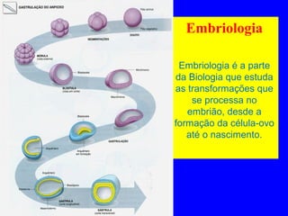 Embriologia
Embriologia é a parte
da Biologia que estuda
as transformações que
se processa no
embrião, desde a
formação da célula-ovo
até o nascimento.
 