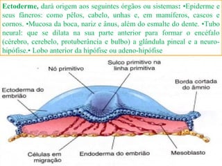 Ectoderme, dará origem aos seguintes órgãos ou sistemas: •Epiderme e
seus fâneros: como pêlos, cabelo, unhas e, em mamíferos, cascos e
cornos. •Mucosa da boca, nariz e ânus, além do esmalte do dente. •Tubo
neural: que se dilata na sua parte anterior para formar o encéfalo
(cérebro, cerebelo, protuberância e bulbo) a glândula pineal e a neuro-
hipófise.• Lobo anterior da hipófise ou adeno-hipófise
 