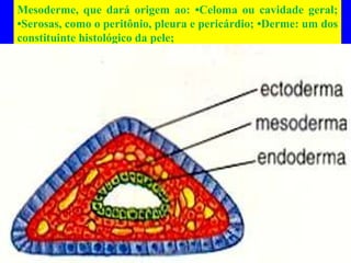 Mesoderme, que dará origem ao: •Celoma ou cavidade geral;
•Serosas, como o peritônio, pleura e pericárdio; •Derme: um dos
constituinte histológico da pele;
 