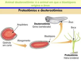 Animal deuterostômio: é o animal em que o blastóporo
origina o ânus
 