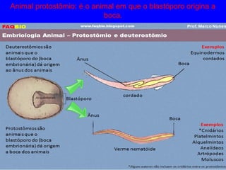 Animal protostômio: é o animal em que o blastóporo origina a
boca.
 