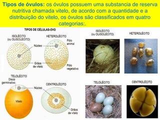 Tipos de óvulos: os óvulos possuem uma substancia de reserva
nutritiva chamada vitelo, de acordo com a quantidade e a
distribuição do vitelo, os óvulos são classificados em quatro
categorias:.
 
