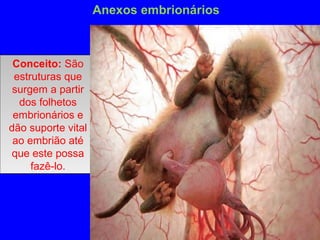 Anexos embrionários
Conceito: São
estruturas que
surgem a partir
dos folhetos
embrionários e
dão suporte vital
ao embrião até
que este possa
fazê-lo.
Conceito: São
estruturas que
surgem a partir
dos folhetos
embrionários e
dão suporte vital
ao embrião até
que este possa
fazê-lo.
 