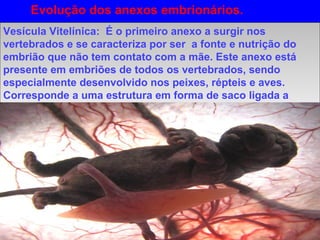 Evolução dos anexos embrionários.
Vesícula Vitelínica: É o primeiro anexo a surgir nos
vertebrados e se caracteriza por ser a fonte e nutrição do
embrião que não tem contato com a mãe. Este anexo está
presente em embriões de todos os vertebrados, sendo
especialmente desenvolvido nos peixes, répteis e aves.
Corresponde a uma estrutura em forma de saco ligada a
região ventral do embrião.
Vesícula Vitelínica: É o primeiro anexo a surgir nos
vertebrados e se caracteriza por ser a fonte e nutrição do
embrião que não tem contato com a mãe. Este anexo está
presente em embriões de todos os vertebrados, sendo
especialmente desenvolvido nos peixes, répteis e aves.
Corresponde a uma estrutura em forma de saco ligada a
região ventral do embrião.
 