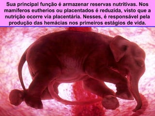 Sua principal função é armazenar reservas nutritivas. Nos
mamíferos eutherios ou placentados é reduzida, visto que a
nutrição ocorre via placentária. Nesses, é responsável pela
produção das hemácias nos primeiros estágios de vida.
 