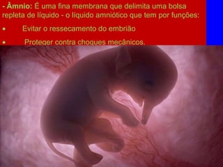 - Âmnio: É uma fina membrana que delimita uma bolsa
repleta de líquido - o líquido amniótico que tem por funções:
•         Evitar o ressecamento do embrião
•          Proteger contra choques mecânicos.
 