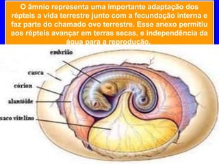 O âmnio representa uma importante adaptação dos
répteis a vida terrestre junto com a fecundação interna e
faz parte do chamado ovo terrestre. Esse anexo permitiu
aos répteis avançar em terras secas, e independência da
água para a reprodução.
O âmnio representa uma importante adaptação dos
répteis a vida terrestre junto com a fecundação interna e
faz parte do chamado ovo terrestre. Esse anexo permitiu
aos répteis avançar em terras secas, e independência da
água para a reprodução.
 