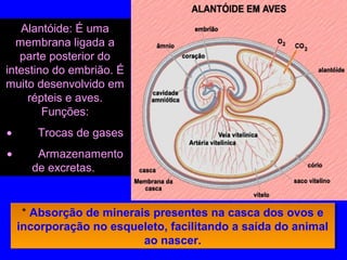 Alantóide: É uma
membrana ligada a
parte posterior do
intestino do embrião. É
muito desenvolvido em
répteis e aves.
Funções:
•         Trocas de gases
•         Armazenamento
de excretas.
* Absorção de minerais presentes na casca dos ovos e
incorporação no esqueleto, facilitando a saída do animal
ao nascer.
* Absorção de minerais presentes na casca dos ovos e
incorporação no esqueleto, facilitando a saída do animal
ao nascer.
 