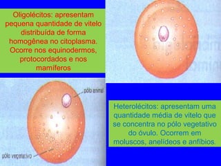 Oligolécitos: apresentam
pequena quantidade de vitelo
distribuída de forma
homogênea no citoplasma.
Ocorre nos equinodermos,
protocordados e nos
mamíferos
Heterolécitos: apresentam uma
quantidade média de vitelo que
se concentra no pólo vegetativo
do óvulo. Ocorrem em
moluscos, anelídeos e anfíbios.
 