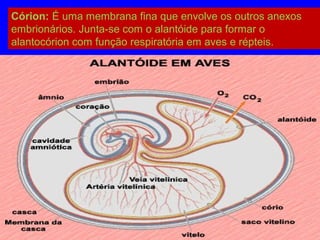 Córion: É uma membrana fina que envolve os outros anexos
embrionários. Junta-se com o alantóide para formar o
alantocórion com função respiratória em aves e répteis.
 