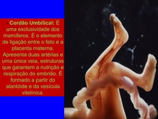 - Cordão Umbilical: É
uma exclusividade dos
mamíferos. É o elemento
de ligação entre o feto e a
placenta materna.
Apresenta duas artérias e
uma única veia, estruturas
que garantem a nutrição e
respiração do embrião. É
formado a partir do
alantóide e da vesícula
vitelínica.
cordão umbilical
 