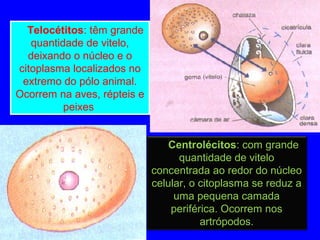 Telocétitos: têm grande
quantidade de vitelo,
deixando o núcleo e o
citoplasma localizados no
extremo do pólo animal.
Ocorrem na aves, répteis e
peixes
Telocétitos: têm grande
quantidade de vitelo,
deixando o núcleo e o
citoplasma localizados no
extremo do pólo animal.
Ocorrem na aves, répteis e
peixes
Centrolécitos: com grande
quantidade de vitelo
concentrada ao redor do núcleo
celular, o citoplasma se reduz a
uma pequena camada
periférica. Ocorrem nos
artrópodos.
 