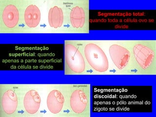 Segmentação total:
quando toda a célula ovo se
divide
Segmentação
discoidal: quando
apenas o pólo animal do
zigoto se divide
Segmentação
superficial: quando
apenas a parte superficial
da célula se divide
 