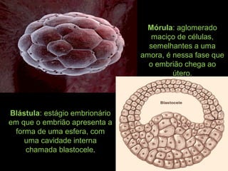 Blástula: estágio embrionário
em que o embrião apresenta a
forma de uma esfera, com
uma cavidade interna
chamada blastocele.
Mórula: aglomerado
maciço de células,
semelhantes a uma
amora, é nessa fase que
o embrião chega ao
útero.
 