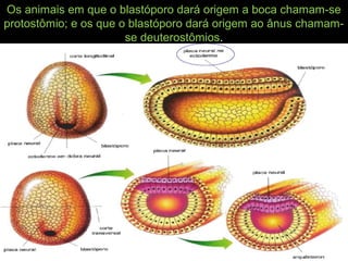 Os animais em que o blastóporo dará origem a boca chamam-se
protostômio; e os que o blastóporo dará origem ao ânus chamam-
se deuterostômios.
 