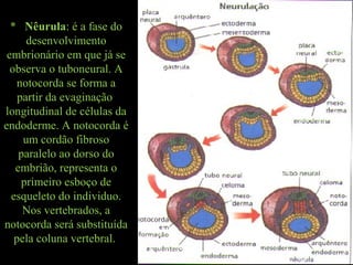 * Nêurula: é a fase do
desenvolvimento
embrionário em que já se
observa o tuboneural. A
notocorda se forma a
partir da evaginação
longitudinal de células da
endoderme. A notocorda é
um cordão fibroso
paralelo ao dorso do
embrião, representa o
primeiro esboço de
esqueleto do individuo.
Nos vertebrados, a
notocorda será substituída
pela coluna vertebral.
 