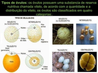 Tipos de óvulos: os óvulos possuem uma substancia de reserva
nutritiva chamada vitelo, de acordo com a quantidade e a
distribuição do vitelo, os óvulos são classificados em quatro
categorias:.
 