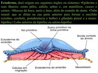 Ectoderme, dará origem aos seguintes órgãos ou sistemas: •Epiderme e
seus fâneros: como pêlos, cabelo, unhas e, em mamíferos, cascos e
cornos. •Mucosa da boca, nariz e ânus, além do esmalte do dente. •Tubo
neural: que se dilata na sua parte anterior para formar o encéfalo
(cérebro, cerebelo, protuberância e bulbo) a glândula pineal e a neuro-
hipófise.• Lobo anterior da hipófise ou adeno-hipófise
 