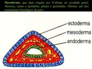 Mesoderme, que dará origem ao: •Celoma ou cavidade geral;
•Serosas, como o peritônio, pleura e pericárdio; •Derme: um dos
constituinte histológico da pele;
 