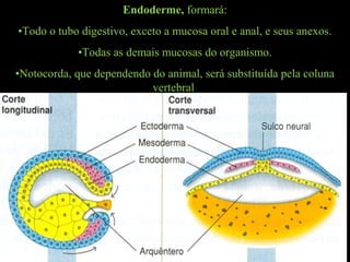 Endoderme, formará:
•Todo o tubo digestivo, exceto a mucosa oral e anal, e seus anexos.
•Todas as demais mucosas do organismo.
•Notocorda, que dependendo do animal, será substituída pela coluna
vertebral
 