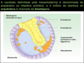 A cavidade delimitada pela mesentoderme é denominada de
arquêntero ou intestino primitivo, e o orifício de abertura do
arquêntero é chamado de blastóporo.
 