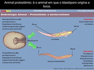 Animal protostômio: é o animal em que o blastóporo origina a
boca.
 