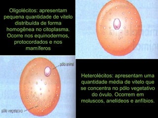 Oligolécitos: apresentam
pequena quantidade de vitelo
distribuída de forma
homogênea no citoplasma.
Ocorre nos equinodermos,
protocordados e nos
mamíferos
Heterolécitos: apresentam uma
quantidade média de vitelo que
se concentra no pólo vegetativo
do óvulo. Ocorrem em
moluscos, anelídeos e anfíbios.
 