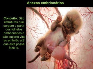 Anexos embrionários
Conceito: São
estruturas que
surgem a partir
dos folhetos
embrionários e
dão suporte vital
ao embrião até
que este possa
fazê-lo.
 