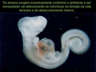 Os anexos surgem evolutivamente conforme o ambiente a ser
conquistado vai selecionando os indivíduos na direção da vida
terrestre e do desenvolvimento interno.
 
