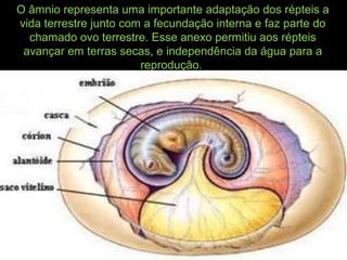 O âmnio representa uma importante adaptação dos répteis a
vida terrestre junto com a fecundação interna e faz parte do
chamado ovo terrestre. Esse anexo permitiu aos répteis
avançar em terras secas, e independência da água para a
reprodução.
 