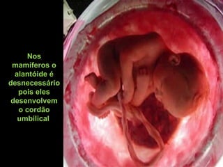 Nos
mamíferos o
alantóide é
desnecessário
pois eles
desenvolvem
o cordão
umbilical 
 