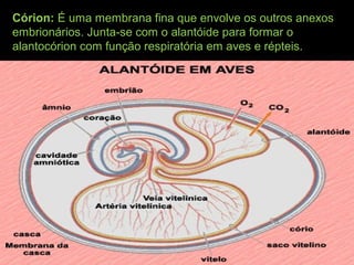 Córion: É uma membrana fina que envolve os outros anexos
embrionários. Junta-se com o alantóide para formar o
alantocórion com função respiratória em aves e répteis.
 