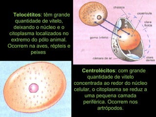     Telocétitos: têm grande
quantidade de vitelo,
deixando o núcleo e o
citoplasma localizados no
extremo do pólo animal.
Ocorrem na aves, répteis e
peixes
     Centrolécitos: com grande
quantidade de vitelo
concentrada ao redor do núcleo
celular, o citoplasma se reduz a
uma pequena camada
periférica. Ocorrem nos
artrópodos.
 