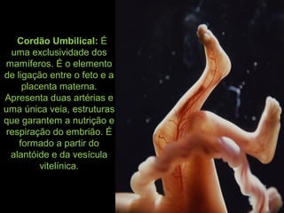 - Cordão Umbilical: É
uma exclusividade dos
mamíferos. É o elemento
de ligação entre o feto e a
placenta materna.
Apresenta duas artérias e
uma única veia, estruturas
que garantem a nutrição e
respiração do embrião. É
formado a partir do
alantóide e da vesícula
vitelínica.
cordão umbilical
 