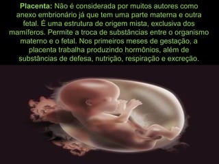 Placenta: Não é considerada por muitos autores como
anexo embrionário já que tem uma parte materna e outra
fetal. É uma estrutura de origem mista, exclusiva dos
mamíferos. Permite a troca de substâncias entre o organismo
materno e o fetal. Nos primeiros meses de gestação, a
placenta trabalha produzindo hormônios, além de
substâncias de defesa, nutrição, respiração e excreção.
 