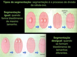Tipos de segmentação: segmentação é o processo de divisão
da célula-ovo.
Segmentação
desigual: quando
se formam
blastômeros de
tamanhos
diferentes.
Segmentação
igual: quando
forma blastômeros
de mesmo
tamanho.
 