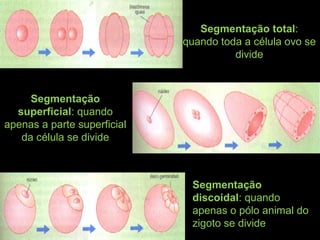 Segmentação total:
quando toda a célula ovo se
divide
Segmentação
discoidal: quando
apenas o pólo animal do
zigoto se divide
Segmentação
superficial: quando
apenas a parte superficial
da célula se divide
 