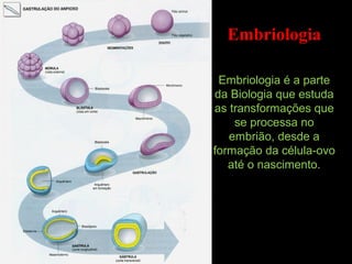 Embriologia
 
Embriologia é a parte
da Biologia que estuda
as transformações que
se processa no
embrião, desde a
formação da célula-ovo
até o nascimento.
 