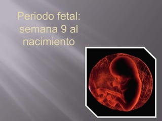 Periodo fetal:
semana 9 al
nacimiento

 