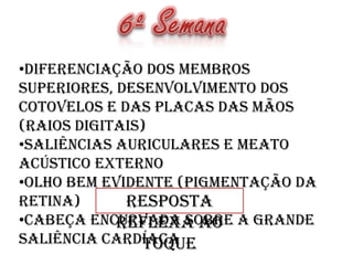 •Diferenciação dos membros
superiores, desenvolvimento dos
cotovelos e das placas das mãos
(raios digitais)
•Saliências auriculares e meato
acústico externo
•Olho bem evidente (pigmentação da
retina)
Resposta
•Cabeça encurvada sobre a grande
reflexa ao
saliência cardíaca
toque

 