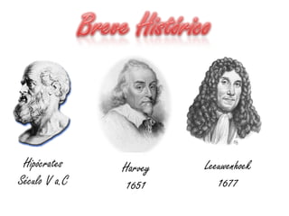 Hipócrates
Século V a.C
Harvey
1651
Leeuwenhoek
1677
 