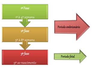 3ª fase
9ª ao nascimento
2ª fase
5ª à 8ª semana
1ª Fase
1ª à 4ª semana
 