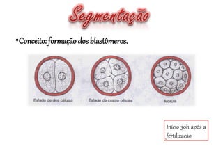 •Conceito: formação dos blastômeros.
Início 30h após a
fertilização
 