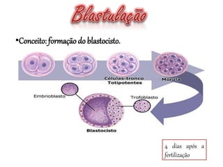 •Conceito: formação do blastocisto.
4 dias após a
fertilização
 